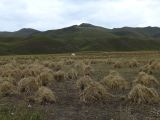 03 36 Xiahe les Prairies de Ganjia cultures autour du village de Bajiao 