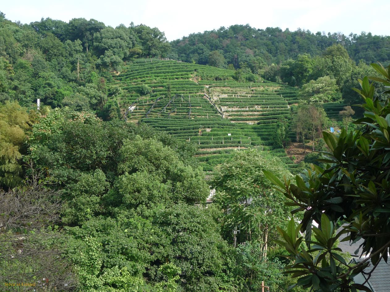 vers Hangzhou 26 plantations de thés