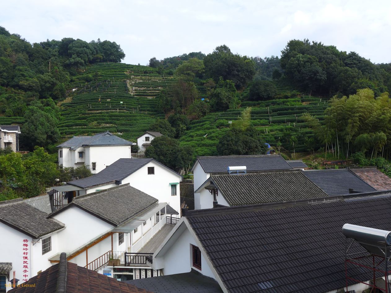 vers Hangzhou 27 plantations de thés
