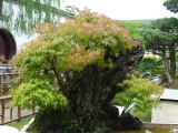 Suzhou 26 lingering garden