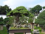 Suzhou 52 Jardin de l'humble administrateur