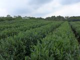 vers Hangzhou 17 plantations de thés Longjing