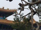 à Pekin Temple de Confucius et Collège Impérial 03