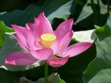 à Pekin Lac Belhai 07 fleur de lotus