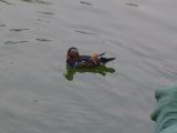 à Pekin Lac Belhai 08 canard
