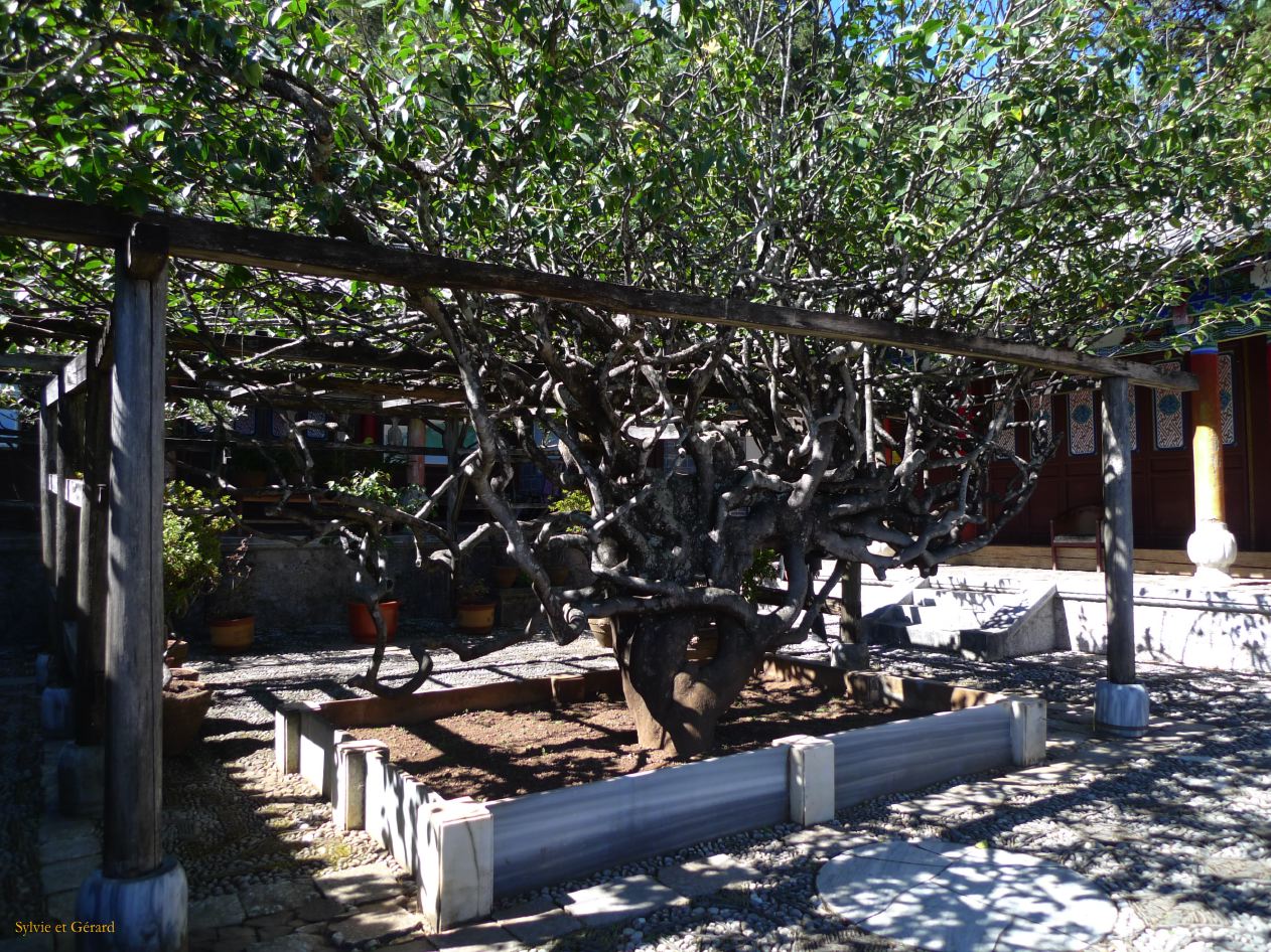 189 Lijiang monastère tibétain Yufeng Si connu pour son camélia de 600 ans