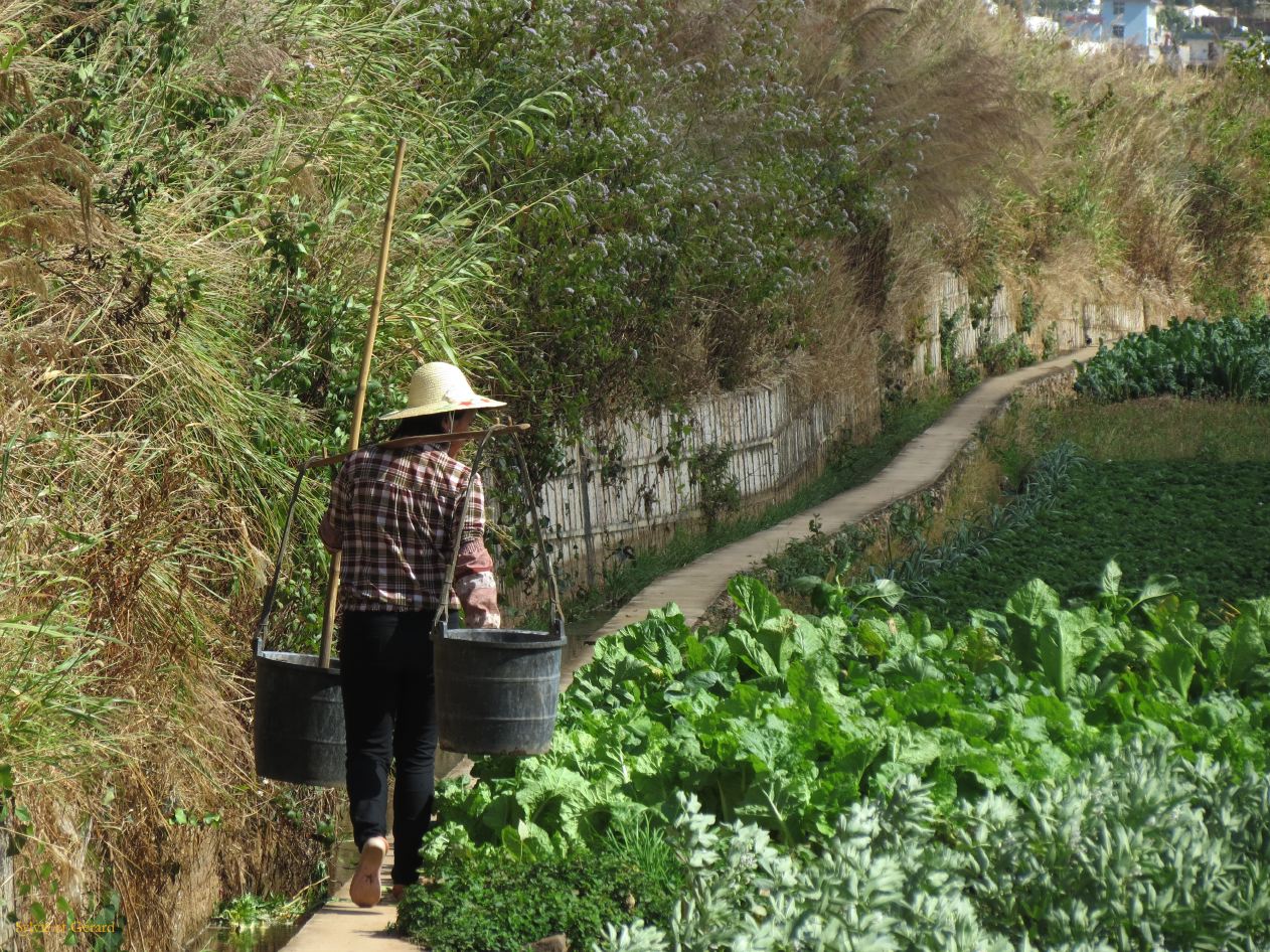 625 Jianshui village de Tuanshan dans les champs avoisinants