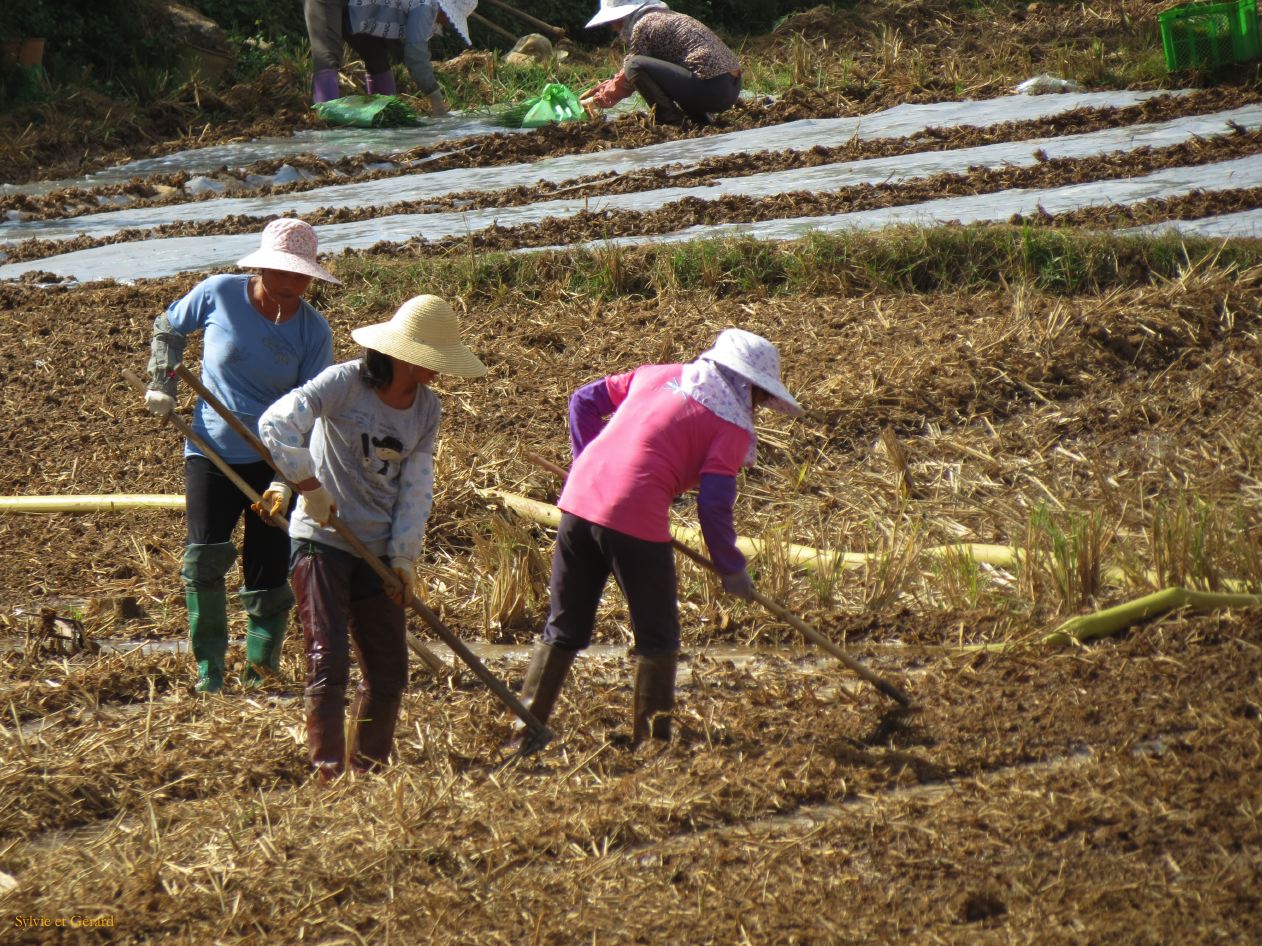 633 Jianshui village de Tuanshan dans les champs avoisinants