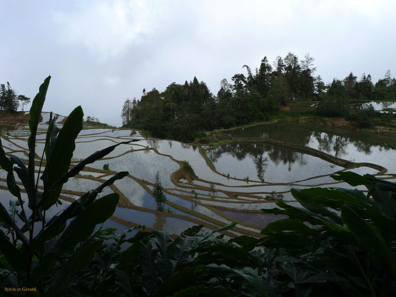663 Yuanyang rizières des environs