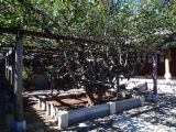189 Lijiang monastère tibétain Yufeng Si connu pour son camélia de 600 ans