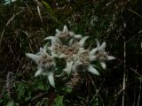 273 Dali les montagnes Cangshan edelweiss