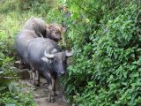 679 Yuanyang rizières des environs 