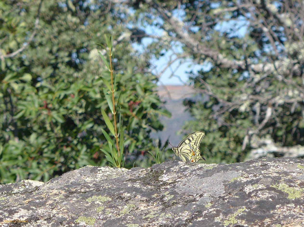 07 Castille et Leon 16 Fermoselle papillon P1400431