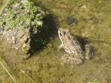 08 Castille et Leon 11 Fariza de Sayago grenouille de la mare P1400717
