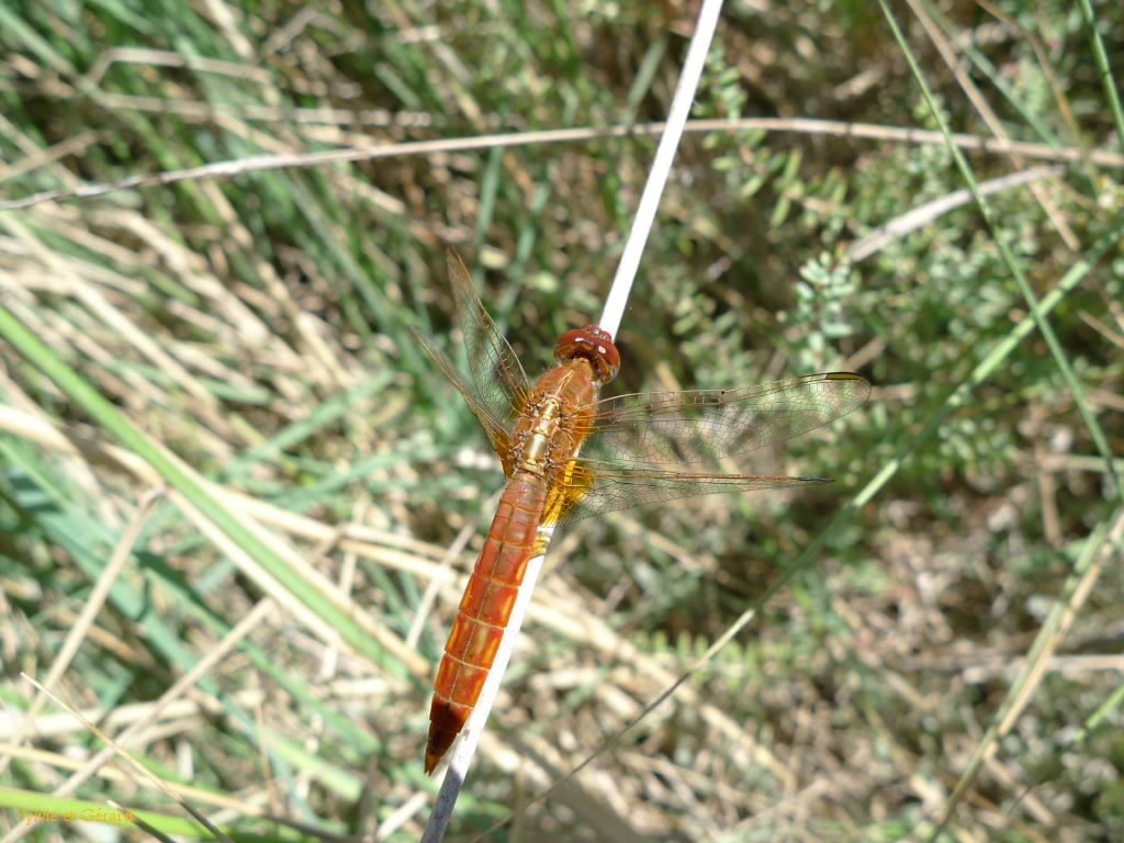 Libellule 03