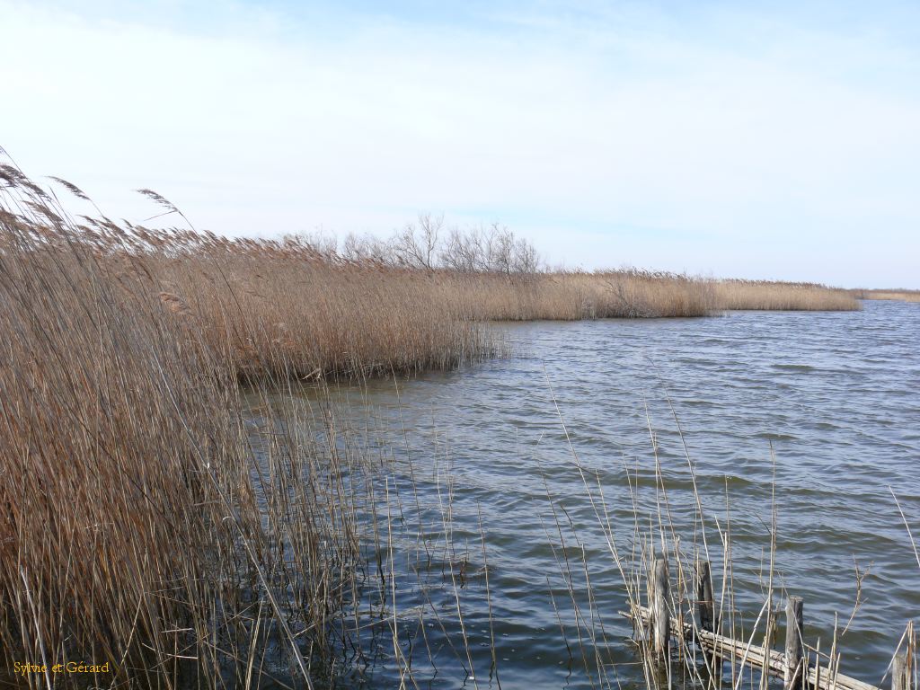 Marais du Vigueyrat 01
