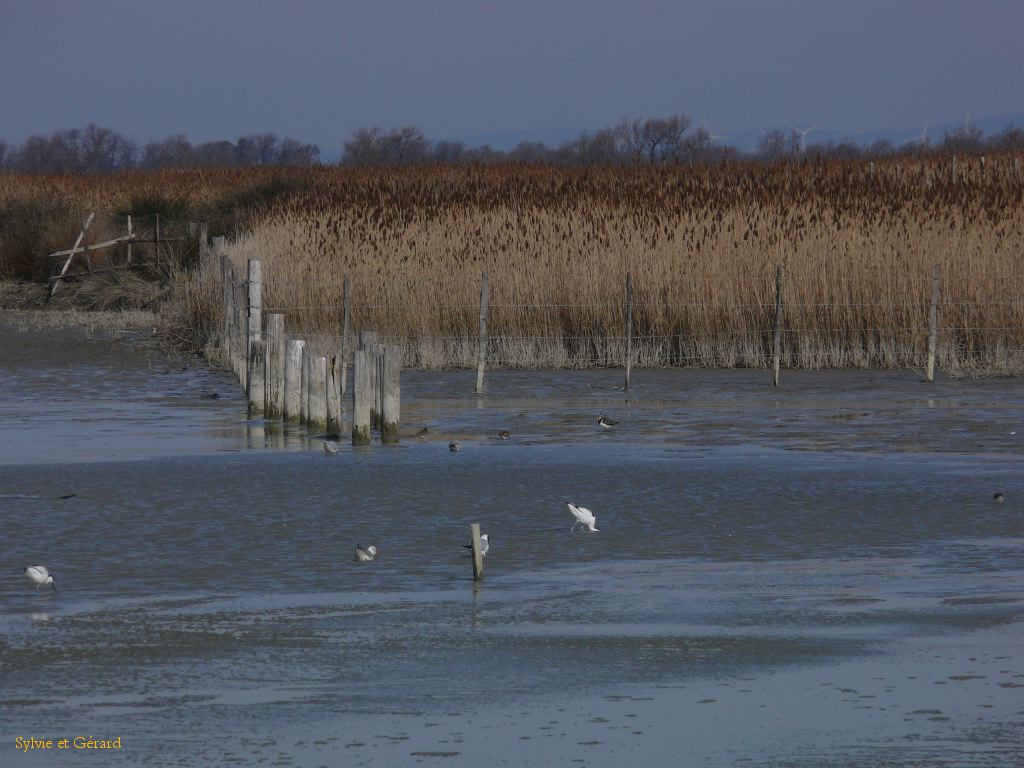 Marais du Vigueyrat 07