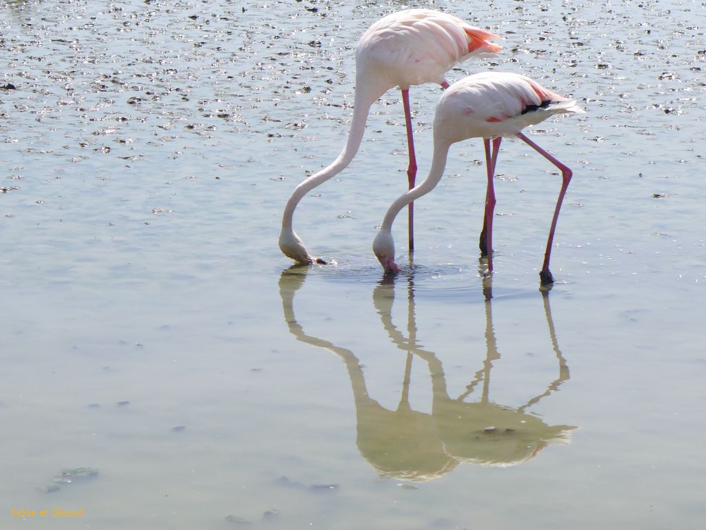 Pont de Gau 26 Flamants roses
