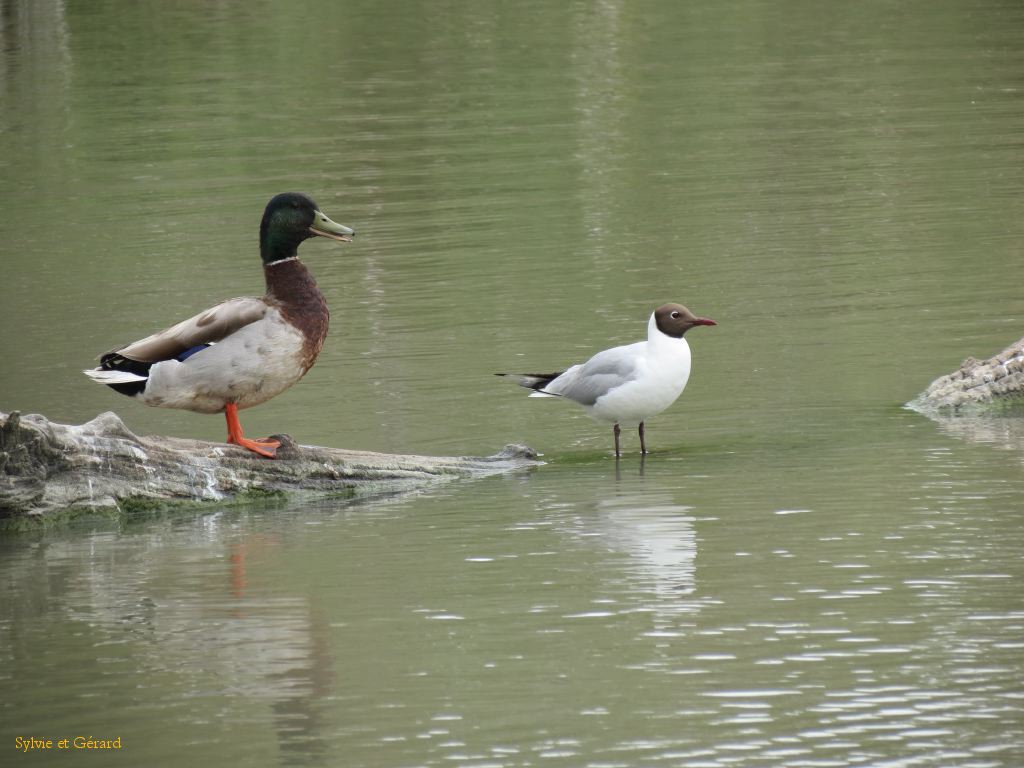 Pont de Gau 28 canard et mouette