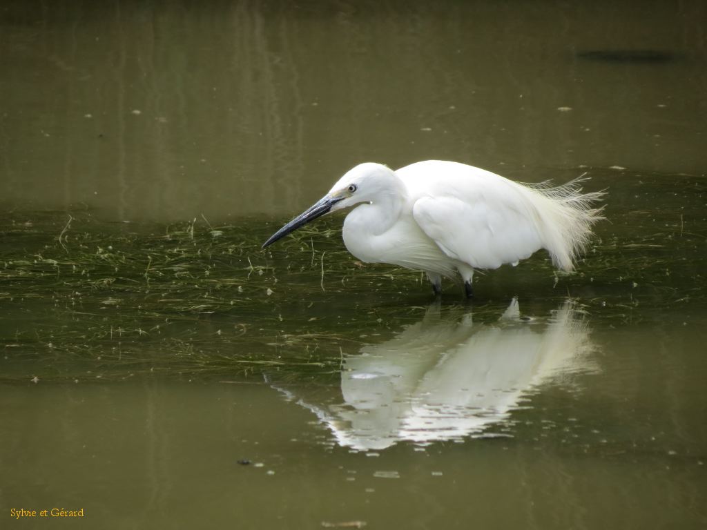 Pont de Gau 34 Aigrette