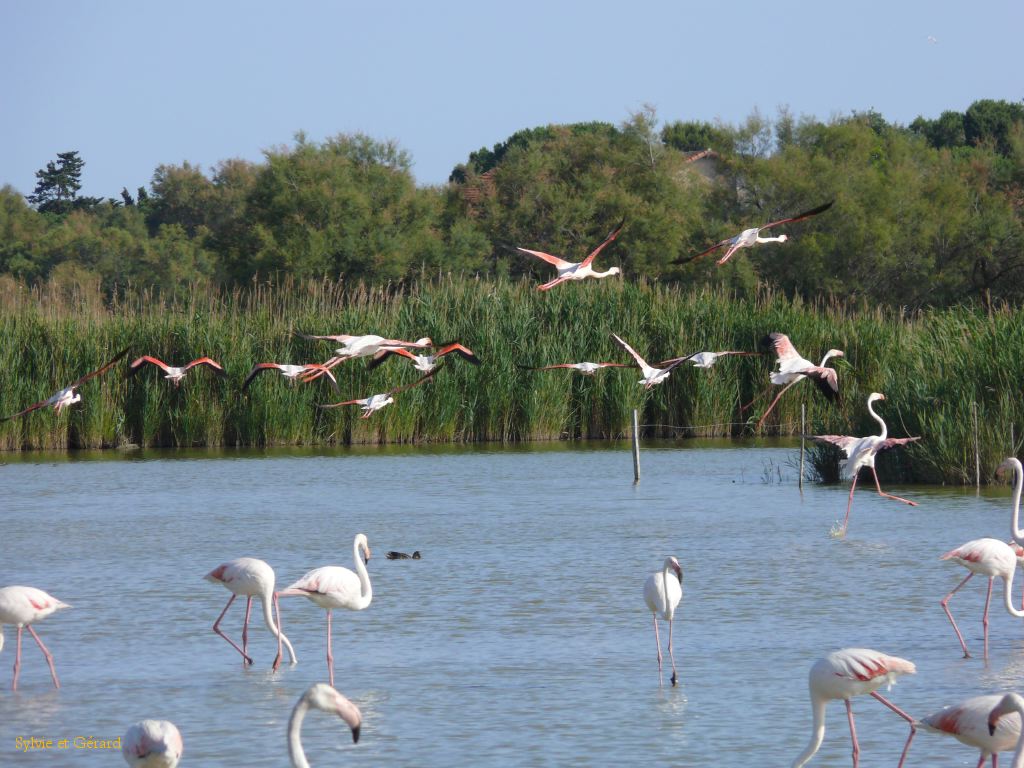Pont de Gau 40 Flamants roses