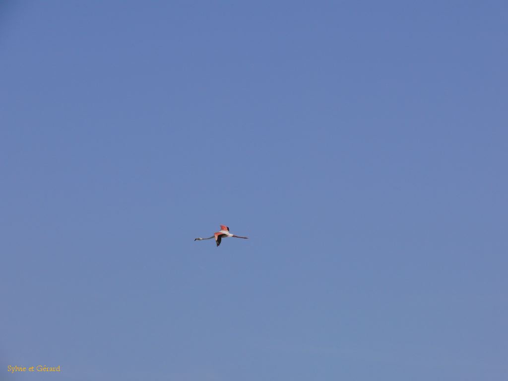 Pont de Gau 47 Flamant rose