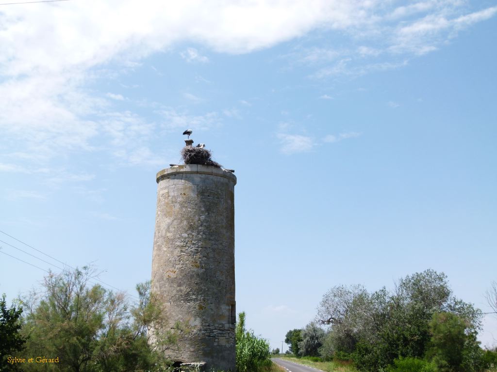 Cigognes de St Gilles 01
