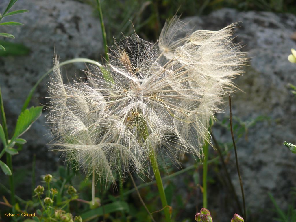 FLEUR
