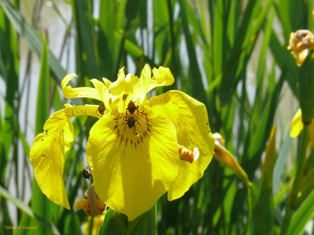 Iris jaune