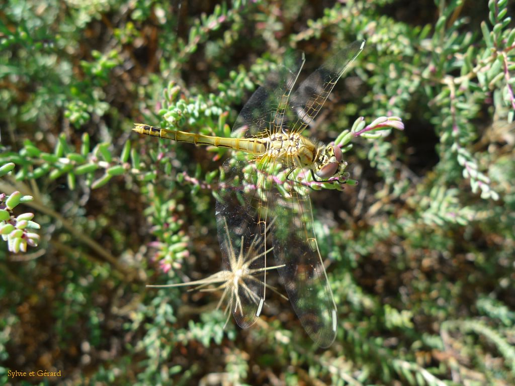 Libellule 01