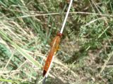 Libellule 03