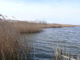 Marais du Vigueyrat 01