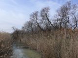 Marais du Vigueyrat 02