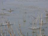 Marais du Vigueyrat 03