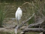 Pont de Gau 04 Aigrette