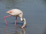 Pont de Gau 09 Flamant rose