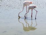 Pont de Gau 26 Flamants roses