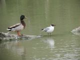 Pont de Gau 28 canard et mouette