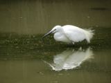 Pont de Gau 34 Aigrette