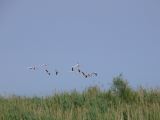 Pont de Gau 42 Flamants roses