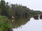 Pont de Gau 52 Flamant rose