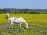Cheval de Camargue 02