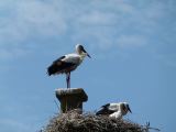 Cigognes de St Gilles 03