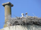 Cigognes de St Gilles 04