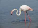Flamants Roses Pont de Gau 02