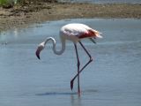Flamants Roses Pont de Gau 04