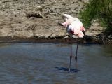 Flamants Roses Pont de Gau 06