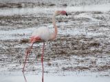 Flamants Roses Pont de Gau 08