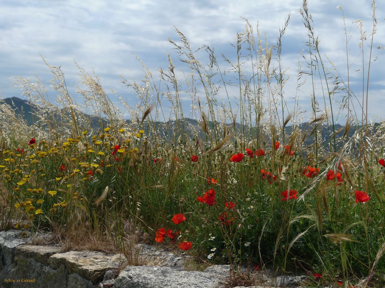 G Calvi  004