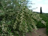 J Ile Rousse Parc de Saleccia  009